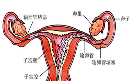 通草的功效与作用能通输卵管堵塞_最新热门理解落实_bbs138.148.7.218