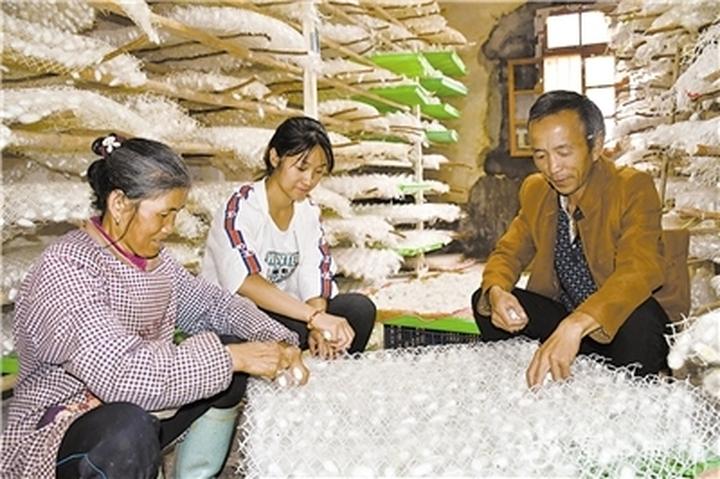 最新蚕茧价格动态及其对产业的影响分析